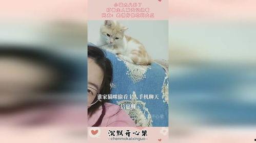 娱乐猫吃瓜记,揭秘娱乐圈幕后风云