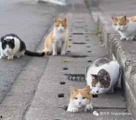 娱乐吃瓜酱流浪猫,吃瓜酱的趣味生活记