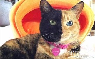 猫娱乐吃瓜酱,揭秘娱乐圈那些不为人知的幕后故事